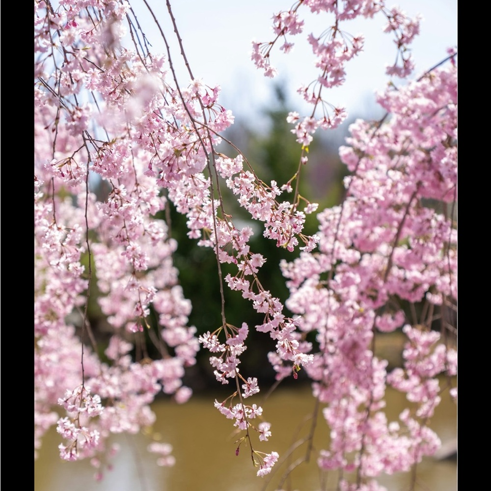 Cherry Blossoms, TULIPS, and of course bunnies π°π°π°π°π·π·π·π·πΈπΈπΈπΈ - Picture 7 of 9